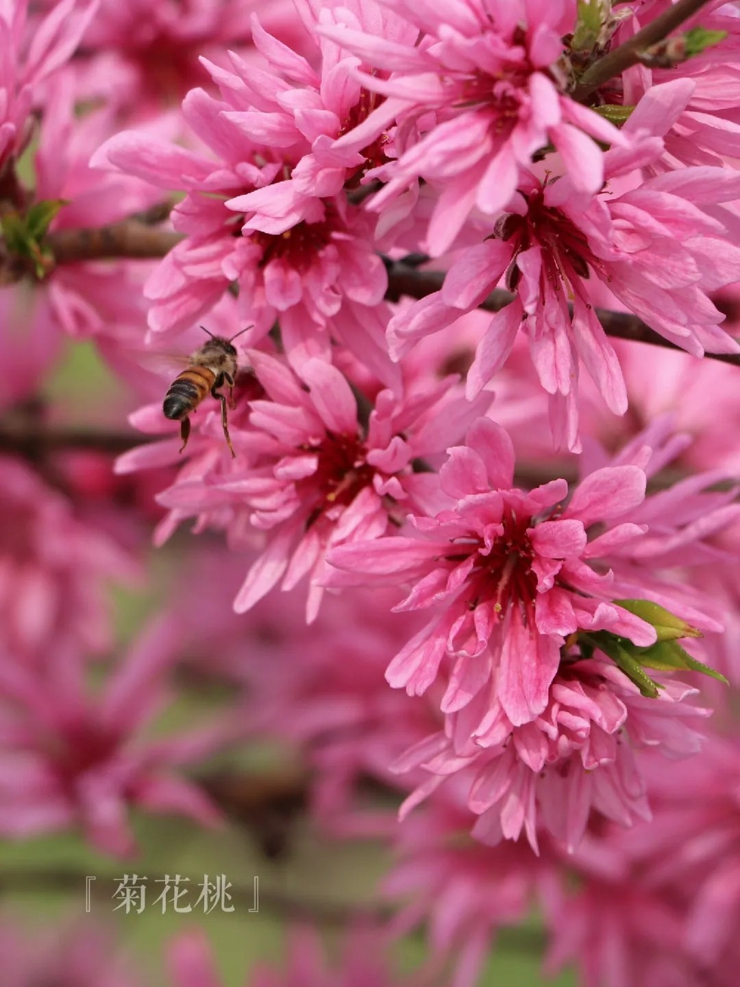 6c34330504574fdd9b9c2ad94ffc5e96.jpg 6c34330504574fdd9b9c2ad94ffc5e96.jpg